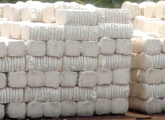 raw-cotton